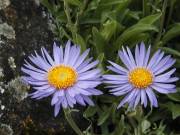 Aster 2 